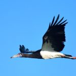Abdims Stork - Harare