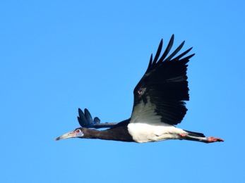 Abdims Stork - Harare