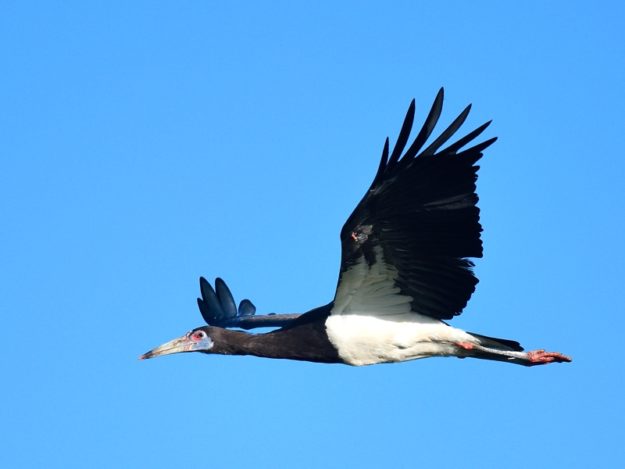 Abdims Stork - Harare