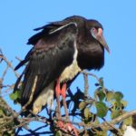Abdims Stork - Rusape