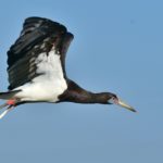 Abdims Stork - Ventersdorp