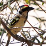 Acacia Pied Barbet - Kgalagadi