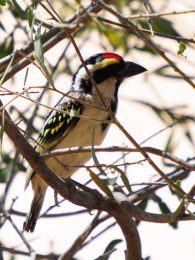 Acacia Pied Barbet - Kgalagadi