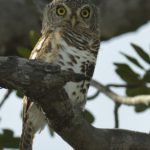 African Barred Owlet - Chobe