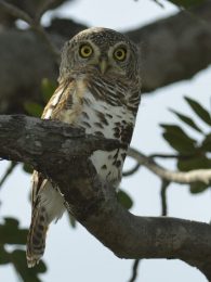 African Barred Owlet - Chobe