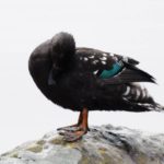 African Black Duck - Giants Castle