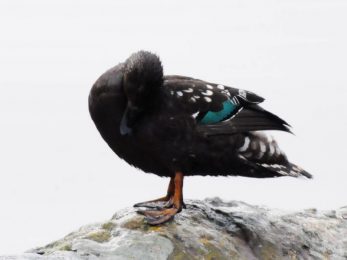 African Black Duck - Giants Castle
