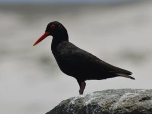 African Black Oystercatcher - Langebaan