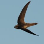 African Black Swift - Langebaan