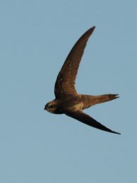 African Black Swift - Langebaan