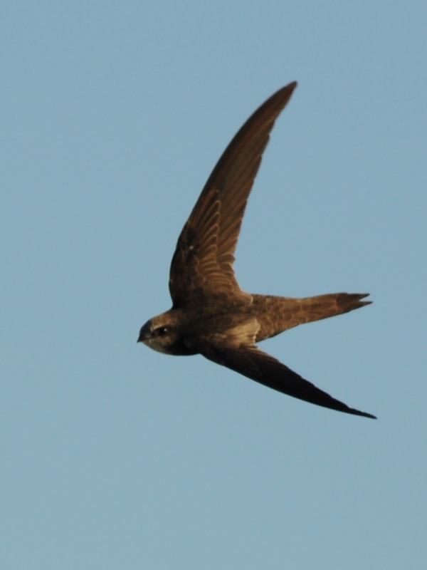 African Black Swift - Langebaan