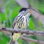 African Broadbill - Ndumo 1
