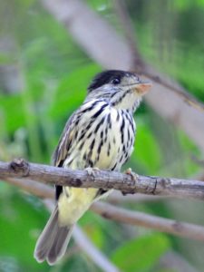 African Broadbill - Ndumo