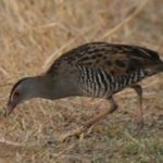 African Crake - Winterton 1