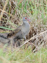 African Crake - Pilanesberg
