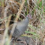 African Crake - Pilanesberg 2
