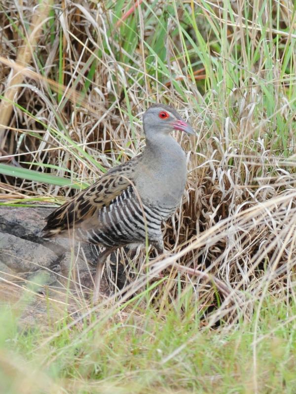 African Crake - Pilanesberg