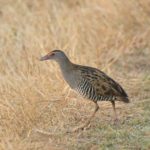 African Crake - Winterton