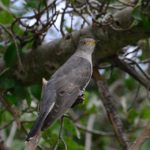 African Cuckoo - Chobe