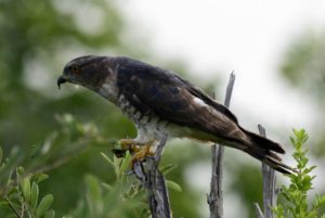 African Cuckoo Hawk - Imfolozi