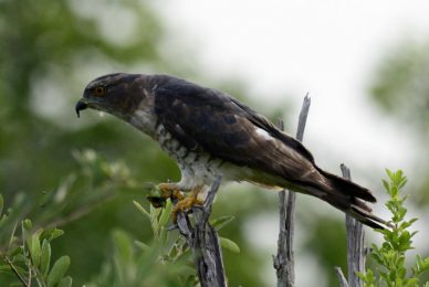African Cuckoo Hawk - Imfolozi