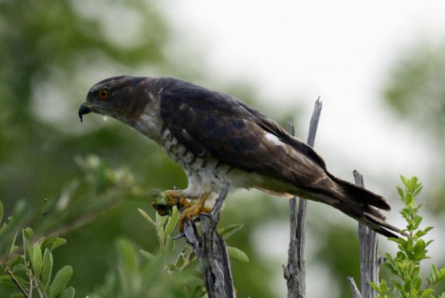 African Cuckoo Hawk - Imfolozi