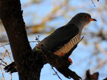 African Cuckoo - Omaruru
