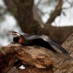 African Darter - Kunene