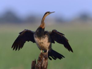 African Darter - Chobe
