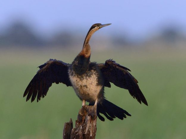 African Darter - Chobe