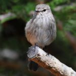 African Dusky Flycatcher - Itala