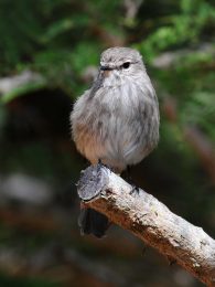 African Dusky Flycatcher - Itala