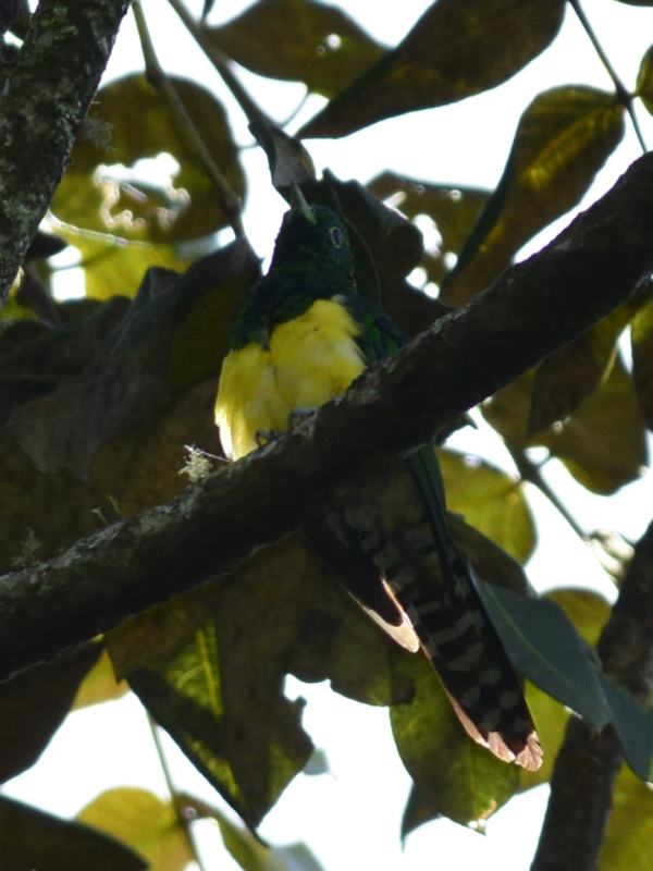 African Emerald Cuckoo - Bvumba