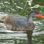 African Finfoot - Mbuluzi 1