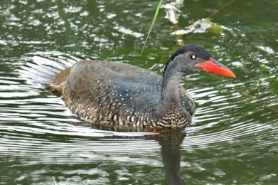African Finfoot - Mbuluzi
