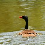 African Finfoot - Mbuluzi 2