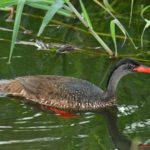 African Finfoot - Mbuluzi