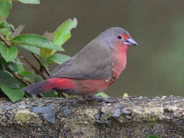 African Firefinch - Amanzimtoti