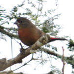 African Firefinch - Hluhluwe