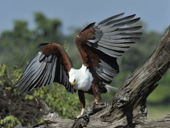 African Fish Eagle - Chobe