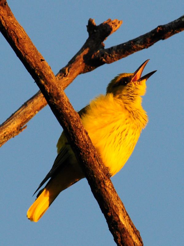 African Golden Oriole - Bvumba