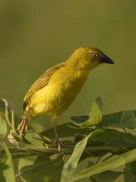 African Golden Weaver - Chobe