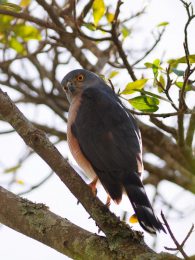 African Goshawk - Hluhluwe