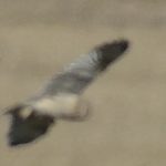 African Grass Owl - Ntsekeni