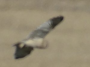 African Grass Owl - Ntsekeni