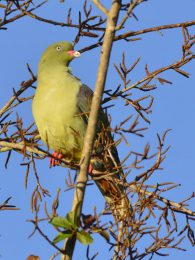 African Green Pigeon - Tembe