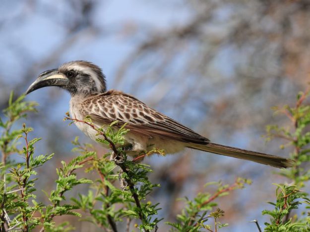 African Grey Hornbill - Kgalagadi