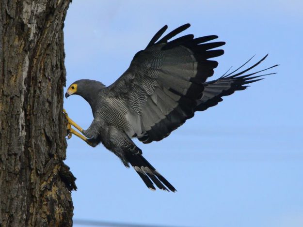 African Harrier Hawk - Chobe