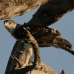 African Hawk Eagle - Chobe