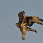 African Hawk Eagle - Nietverdient 2
